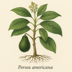 Авокадо (Persea americana) - Avocado (Persea americana)