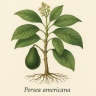 Авокадо (Persea americana) - Avocado (Persea americana)