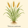 Пшеница мягкая - Triticum Aestivum (Пшеничная трава)